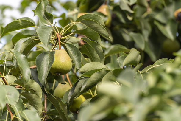 Зелені груші на дереві, екологічно чистий продукт
 - Фото, зображення