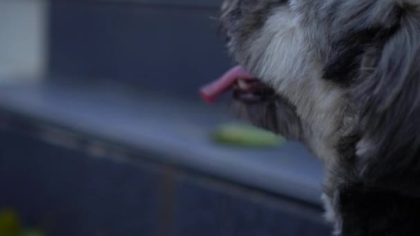 Close-up beelden van hond met uitsteken tong - Video