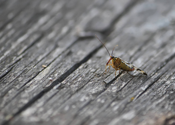 A little bittle on wooden surface in wild nature - Photo, Image