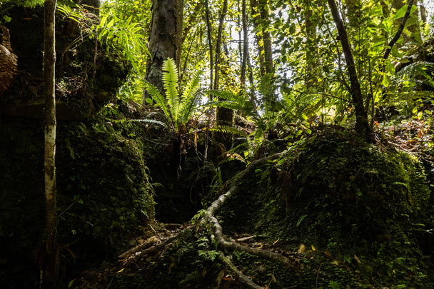 ニュージーランドのフランツ・ジョセップ近くの熱帯雨林のシダ、完璧な自然シダのパターン。若い緑のシダの葉で作られた美しい背景 - 写真・画像