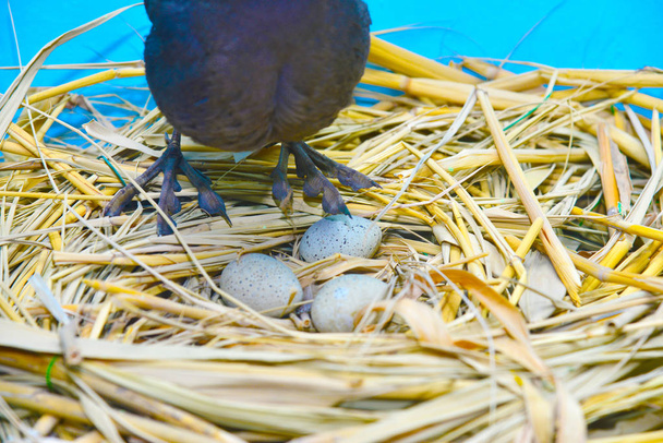 El pájaro está en un nido con huevos y protege a sus hijos.
. - Foto, imagen