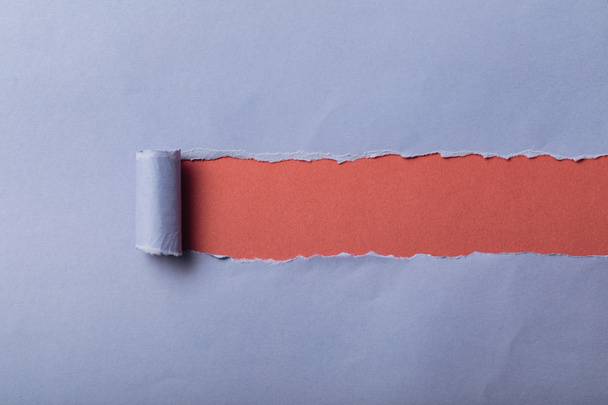 torn blue paper with rolled edge on pink background - Fotoğraf, Görsel