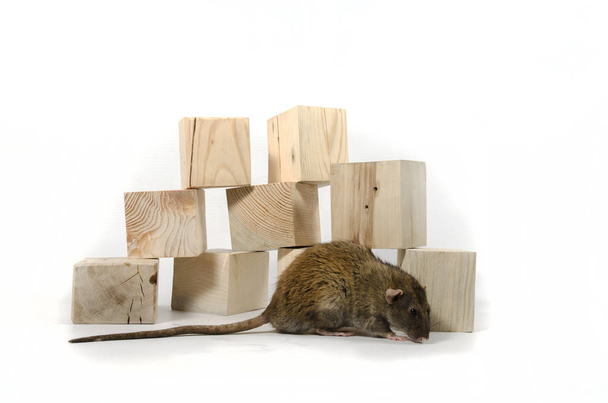 Rata y cubos de madera sobre fondo blanco
. - Foto, Imagen