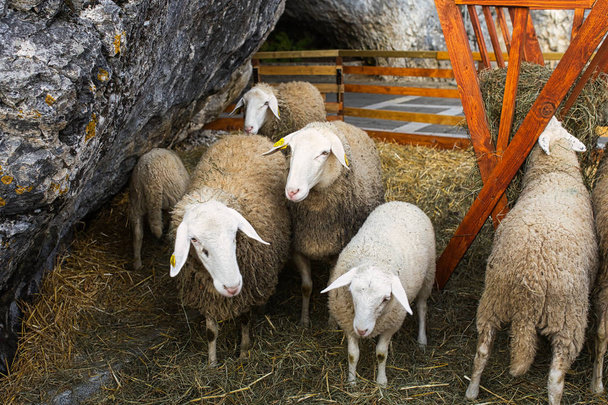 Овцы в открытой кабинке возле замка Преджама, Словения
 - Фото, изображение