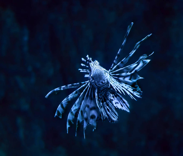 Fish blue Pterois volitans at the deep ocean close up turning down - Photo, image