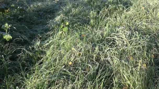 Matowe, białe trawy i cieplarnianych w kraju dom ogród. Pochylić widok w górę. 4k - Materiał filmowy, wideo