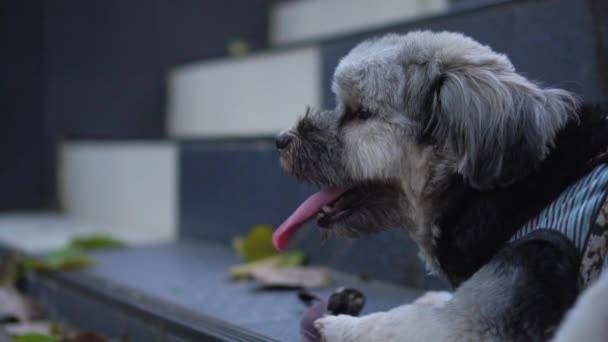 Movimento lento do cão com a língua para fora
 - Filmagem, Vídeo
