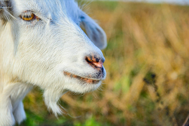A close-up portrait of a white goat with long ears looking into the camera on the grass - Zdjęcie, obraz