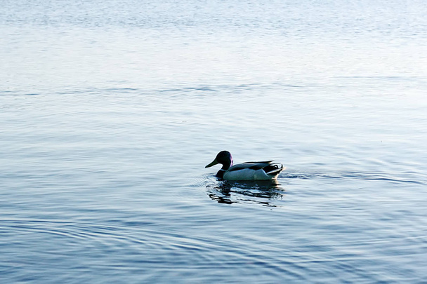Patos salvajes nadando en la superficie del río bajo la luz del atardecer. Paisaje primaveral en Europa Oriental
. - Foto, Imagen