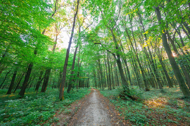 beautiful green forest in summer - Foto, Bild