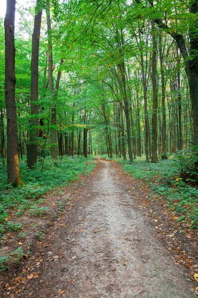 beautiful green forest in summer - Photo, image