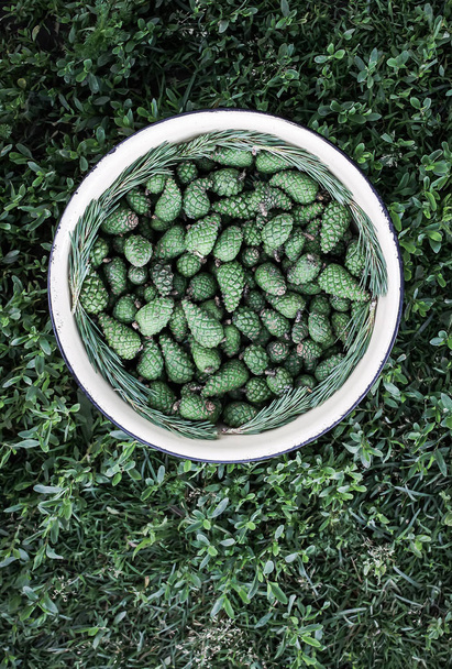Зеленые молоденькие конусы ели в большой чашке, приготовленной для приготовления домашнего сиропа
. - Фото, изображение