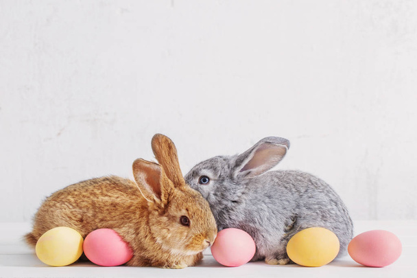 bunnyes with easter eggs on white background - Photo, Image
