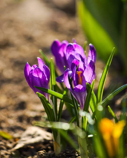 Κρόκου λουλούδια ανθίζουν σε ένα πάρκο στο φως του ήλιου την άνοιξη. - Φωτογραφία, εικόνα