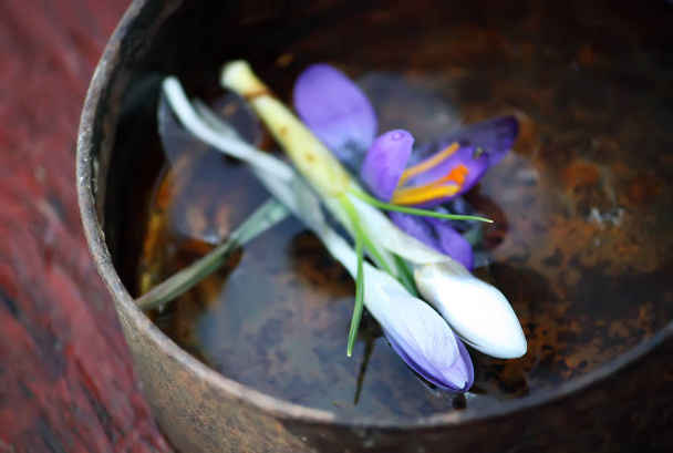 Wiosna piękny Krokus kwiaty w wodzie - Zdjęcie, obraz
