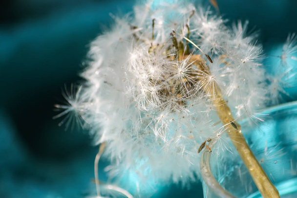 Dandelion seeds blowing away close up - Photo, Image