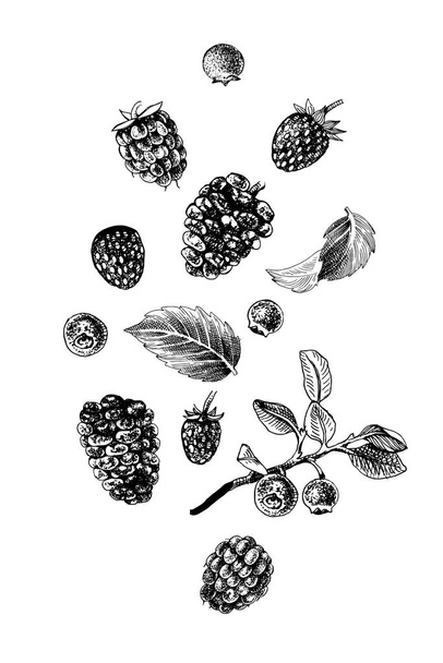 Kézzel rajzolt bogyók fehér háttér - Vektor, kép