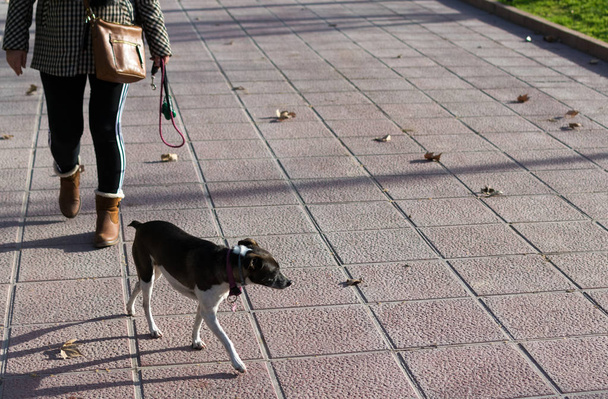 Αξιολάτρευτο μικρό σκυλί τρέχει ελεύθερο μακριά δένω πάνω από τους δρόμους ενός πάρκου κατά μήκος μιας γυναίκας. στη γειτονιά Gracia. - Φωτογραφία, εικόνα