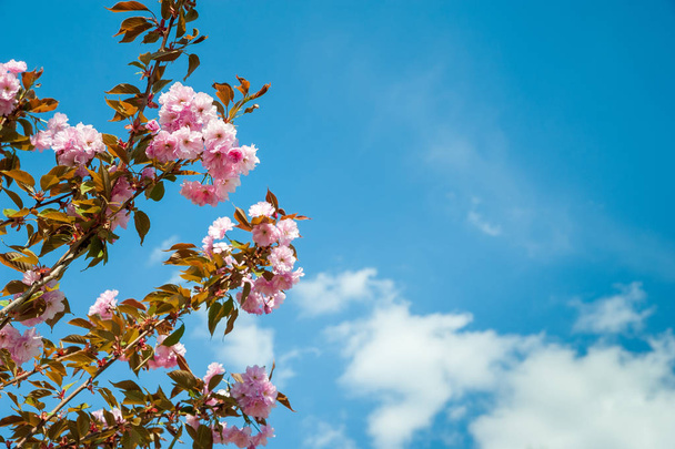 Die Blütezeit der Sakura. Blühender Zweig der Japanischen Kirsche vor blauem Himmel und weißen Wolken. Kopierraum. - Foto, Bild