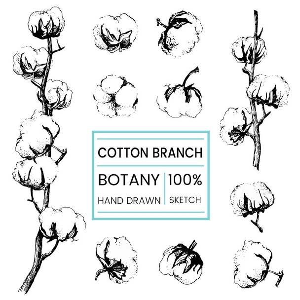Vector illustration of cotton branch card - Vector, imagen