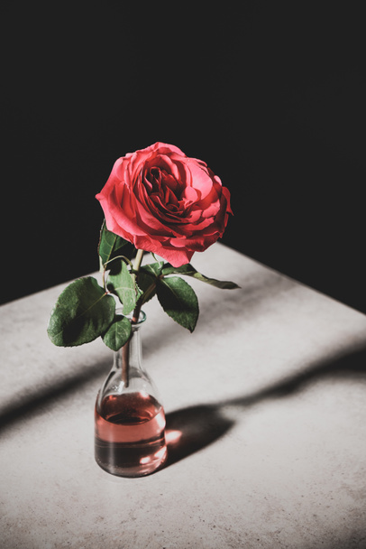 pink rose in glass bottle on stone table isolated on black - 写真・画像