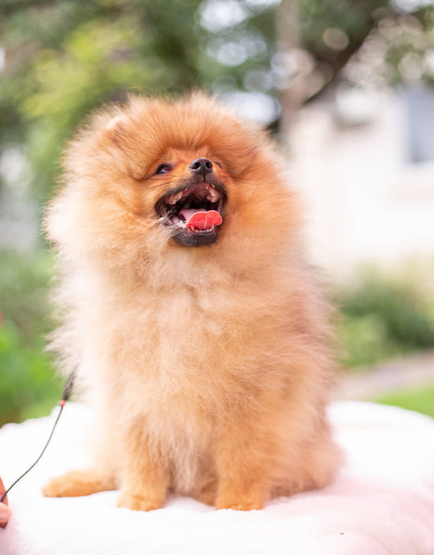 Kaunis oranssi koira pomeranian Spitz. Pentu pomeranian koira söpö lemmikki onnellinen hymy leikkii luonnossa - Valokuva, kuva