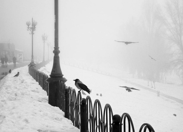 Птахи на зимовій набережній
 - Фото, зображення