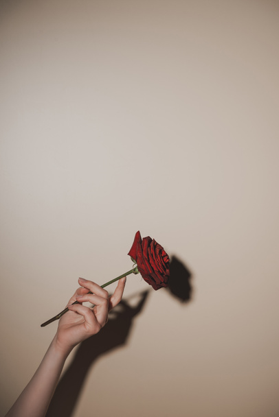 partial view of woman holding red rose flower on beige background - Фото, зображення