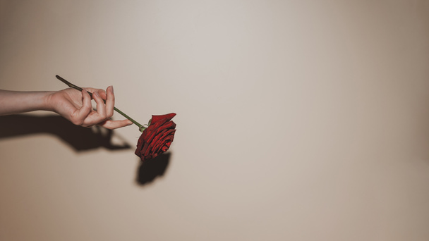 partial view of woman holding red rose flower on beige background - Foto, immagini