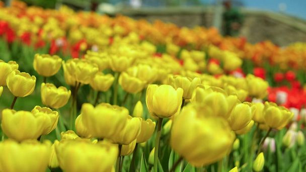 Żółtych tulipanów kwitnący - Zdjęcie, obraz