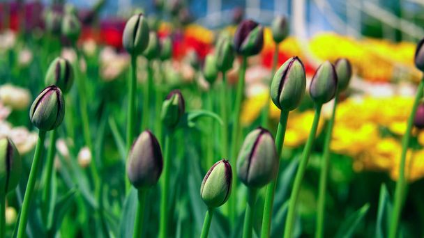 Botões não soprados de belas tulipas
 - Foto, Imagem