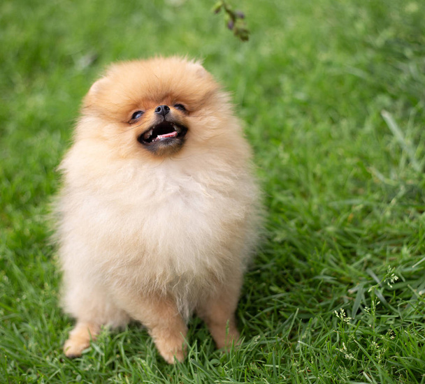 Beautiful orange dog - pomeranian Spitz. Puppy pomeranian dog cute pet happy smile playing in nature - Valokuva, kuva