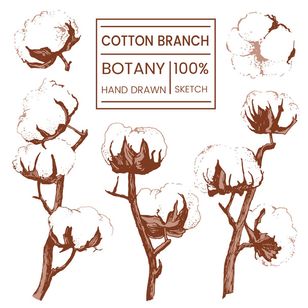 Beautiful hand drawn vector illustration sketching of cotton branch. Vintage style. Use for postcards, print for t-shirts, posters, wedding invitation, tissue, linens - Vecteur, image