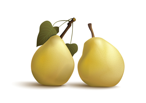 Isolated pears - Vector, Image
