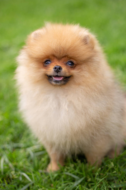 Beautiful orange dog - pomeranian Spitz. Puppy pomeranian dog cute pet happy smile playing in nature - Zdjęcie, obraz