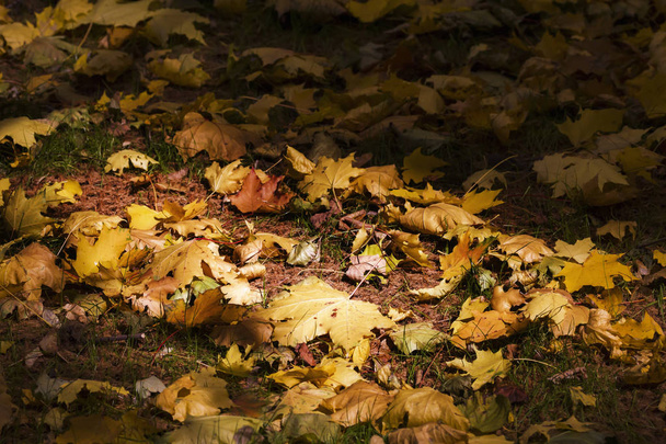 Yellow autumn fall leaves on a lawn coating - Zdjęcie, obraz