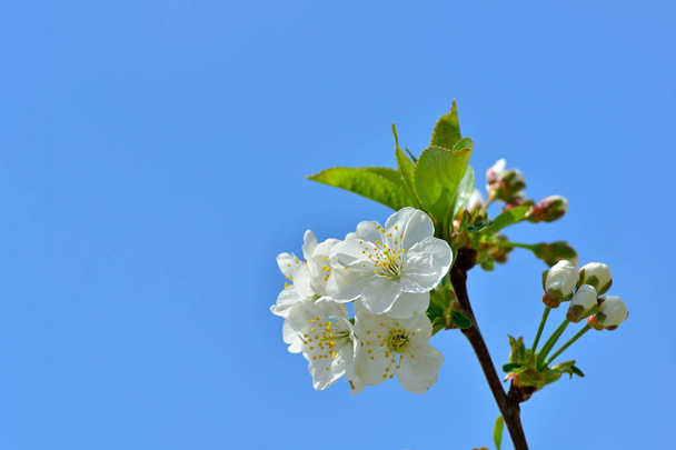 Belos ramos de uma árvore florescente contra um céu azul
 - Foto, Imagem