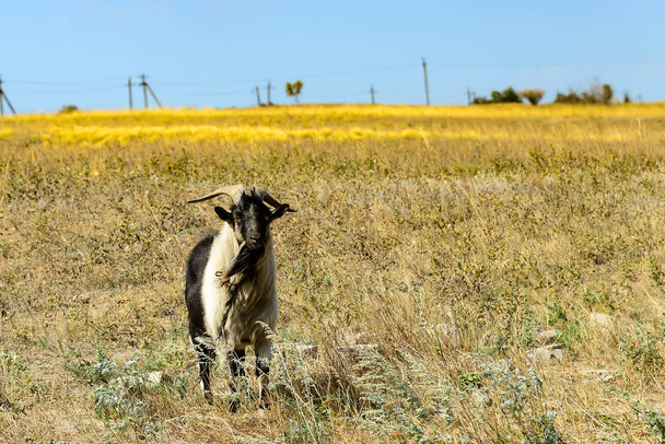 Una cabra barbuda con cuernos se hundirá en el prado hasta el pasto
 - Foto, Imagen