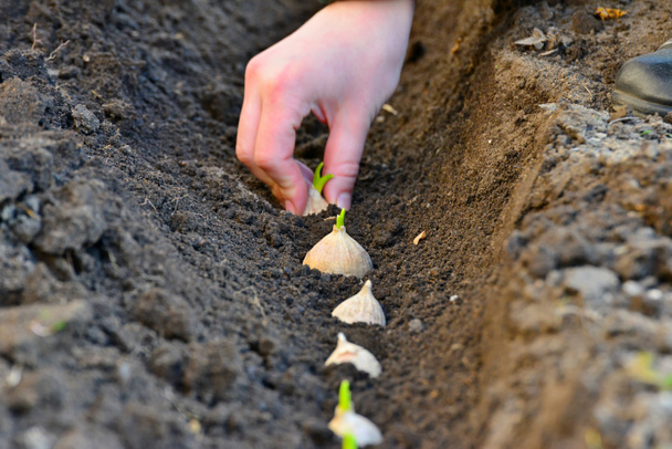 Le mani femminili nel terreno piantano un bulbo di aglio all'inizio della primavera in giardino.
. - Foto, immagini