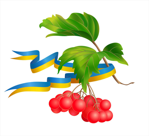 Illustration avec viorne ou guelder rose et ruban ukrainien. Symboles de l'Ukraine
.  - Vecteur, image