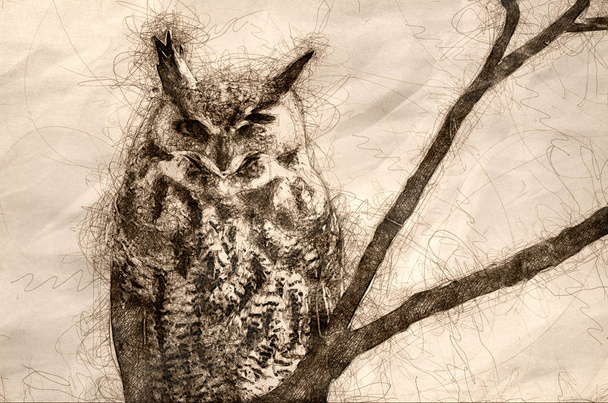 Sketch of a Great Horned Owl with an Injured Eye - Photo, Image