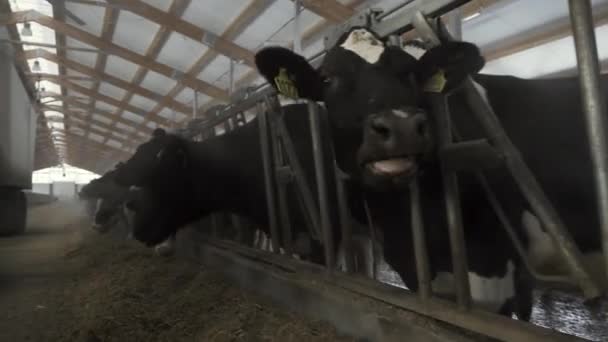 Rinderfütterung auf einem großen Milchviehbetrieb, landwirtschaftliches Konzept. Filmmaterial. Kühe auf Milchbauernhof fressen Heu und Futter. - Filmmaterial, Video