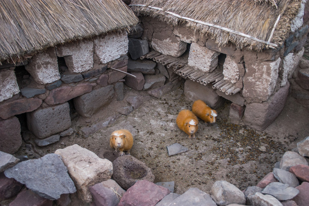 Ινδικά χοιρίδια στο Περού, αναμονή για το δείπνο - Φωτογραφία, εικόνα