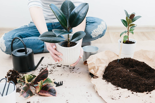 Unrecognizable woman transplanting ficus houseplants sitting on wooden floor. Woman's hands transplanting plant a into a new pot. Home gardening relocating house plant - 写真・画像