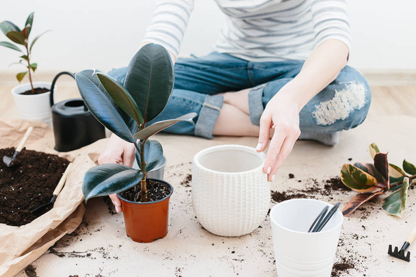 Unrecognizable woman transplanting ficus houseplants sitting on wooden floor. Woman's hands transplanting plant a into a new pot. Home gardening relocating house plant - Foto, Bild