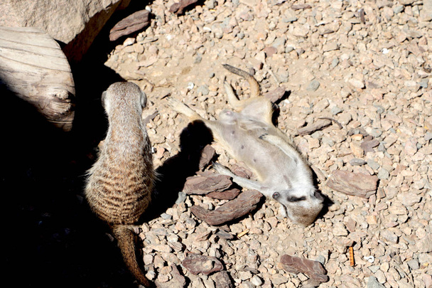 Meerkat Suricata suricatta, afrikkalainen syntyperäinen eläin, pieni lihansyöjä, joka kuuluu mangusti-perheeseen
 - Valokuva, kuva