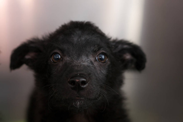 černé štěně s demodectic mange, - Fotografie, Obrázek