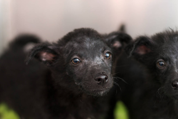 cuccioli neri con rogna demodectica
, - Foto, immagini