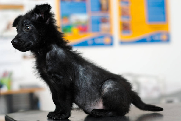 маленька собака з узагальненою демодектичною хворобою, узагальненою алопецією
 - Фото, зображення