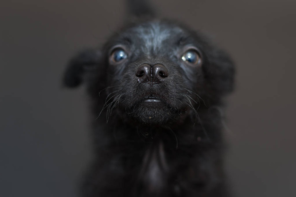 black puppy with split nose and demodectic mange, - Photo, Image